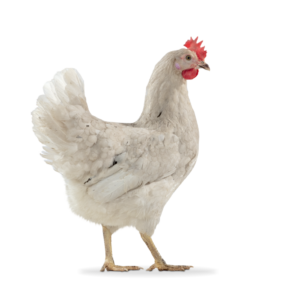 septembre 17 Olive egger poule 20 sem.