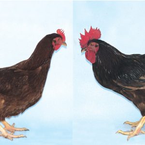 30 juin poussin 1 jour rhode island red l'unité