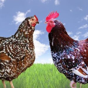 juin 30 poule speckled sussex 20 sem.