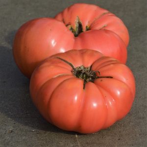 Semence écoumène Tomate Beefsteack Dester (35)