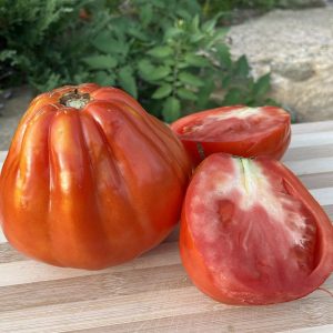 Semence écoumène Tomate Coeur de Boeuf (30)