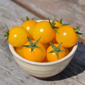 Semence écoumène Tomate Cerise Gold Nugget(35)