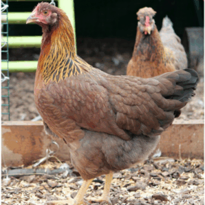 juin 30 poule welsumer 20sem.