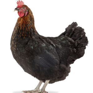 30 juin poussin 1 jour noiran a l'unité