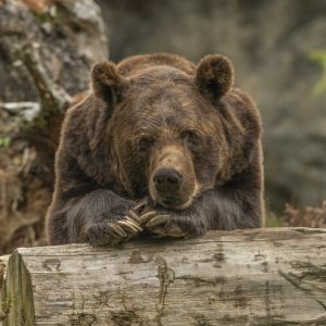 appats et leurres ours