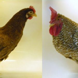 30 juin poussin 1 jour rhodebar a l'unité