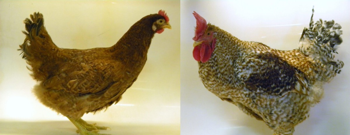 30 juin poussin 1 jour rhodebar a l'unité