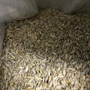 graine de tournesol écaillées
